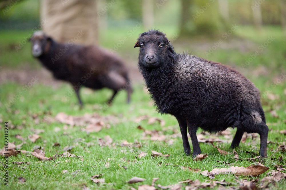 Two Ouessant female sheep, small and cute, stand on a grassy area with fallen leaves. One faces the camera directly, while the other is slightly out of focus. Two Ouessant female sheep, small and cute, stand on a grassy area with fallen leaves. One faces the camera directly, while the other is slightly out of focus.