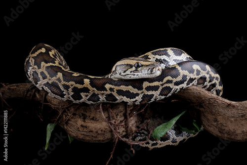 Python molurus bivittatus isolated on black background, Burmese python snake on branch, non-venomous snake