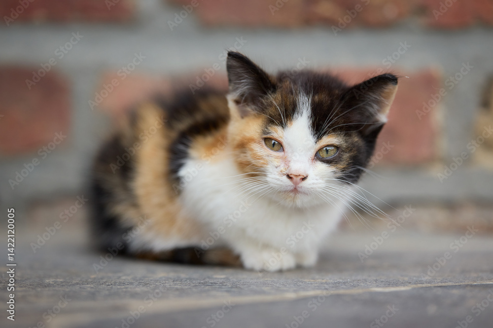A small kitten with a calico coat sits on a stone surface with a brick wall in the background. Its eyes are partially open, and ears tilted back, giving it an expressive look. A small kitten with a calico coat sits on a stone surface with a brick wall in the background. Its eyes are partially open, and ears tilted back, giving it an expressive look.