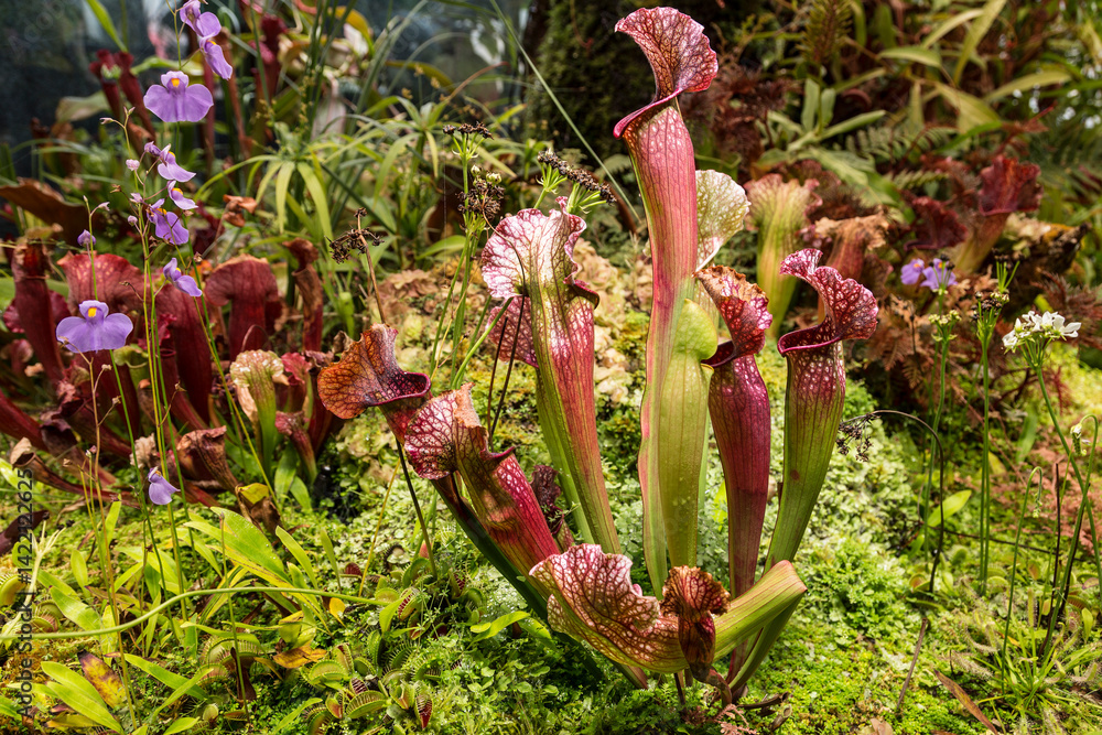 Insectivorous plants Sarracenia purpurea and Utricularia longifolia in the greenhouse of the botanical garden