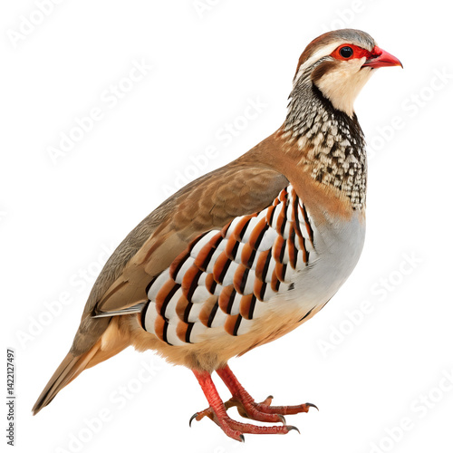 red legged partridge PNG, transparent background