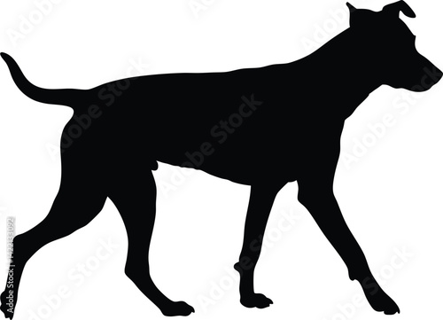 Walking dog silhouette, illustration of the rambling dog on white background