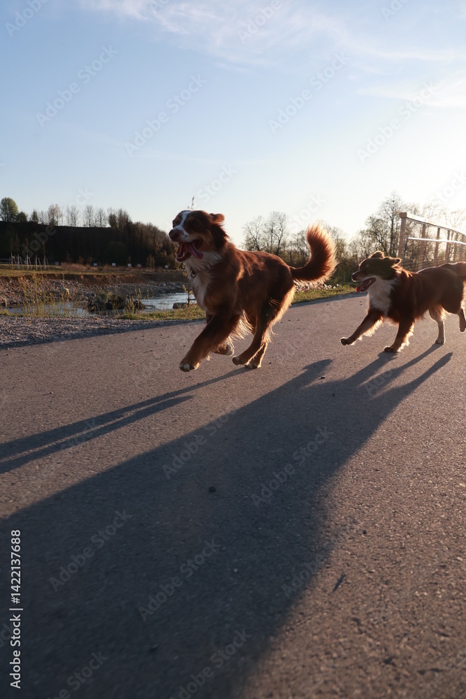 Naklejka premium Two dogs running on a road with a blue sky in the background
