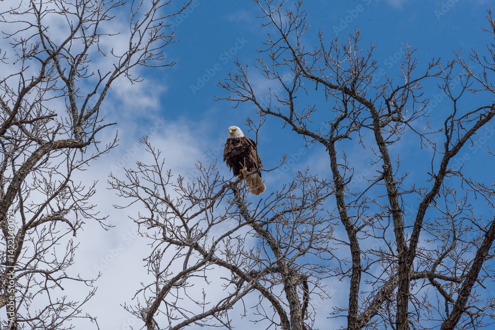 Bald Eagle Perched High On A Bare Tree Branch In Spring In Wisconsin