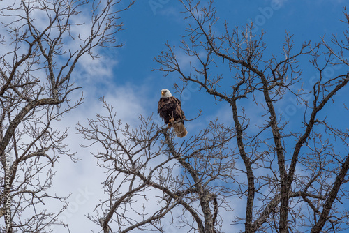 Obraz na płótnie Bald Eagle Perched High On A Bare Tree Branch In Spring In Wisconsin w salonie