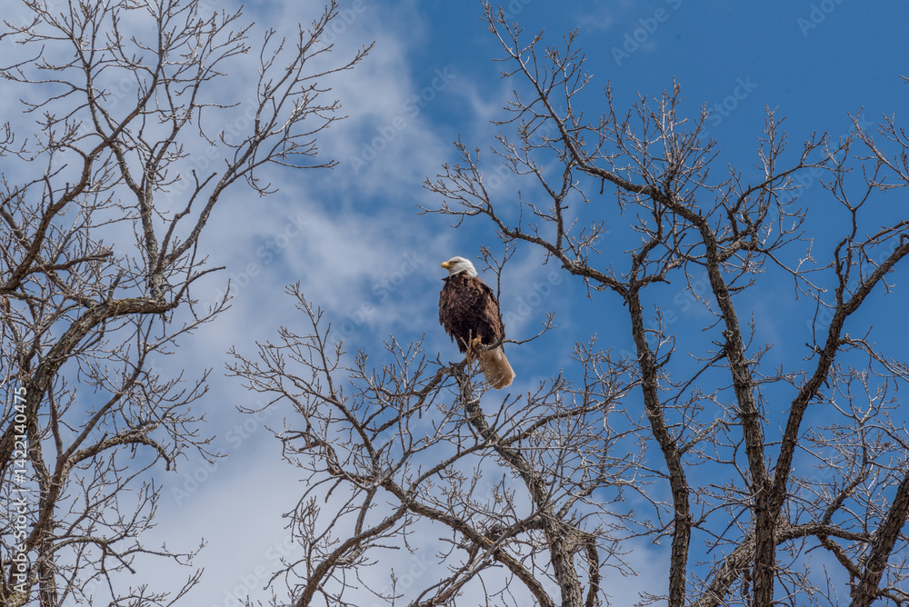 Bald Eagle Perched High On A Bare Tree Branch In Spring In Wisconsin