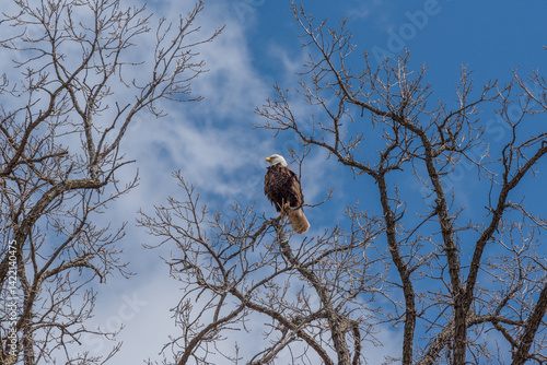 Obraz na płótnie Bald Eagle Perched High On A Bare Tree Branch In Spring In Wisconsin w salonie
