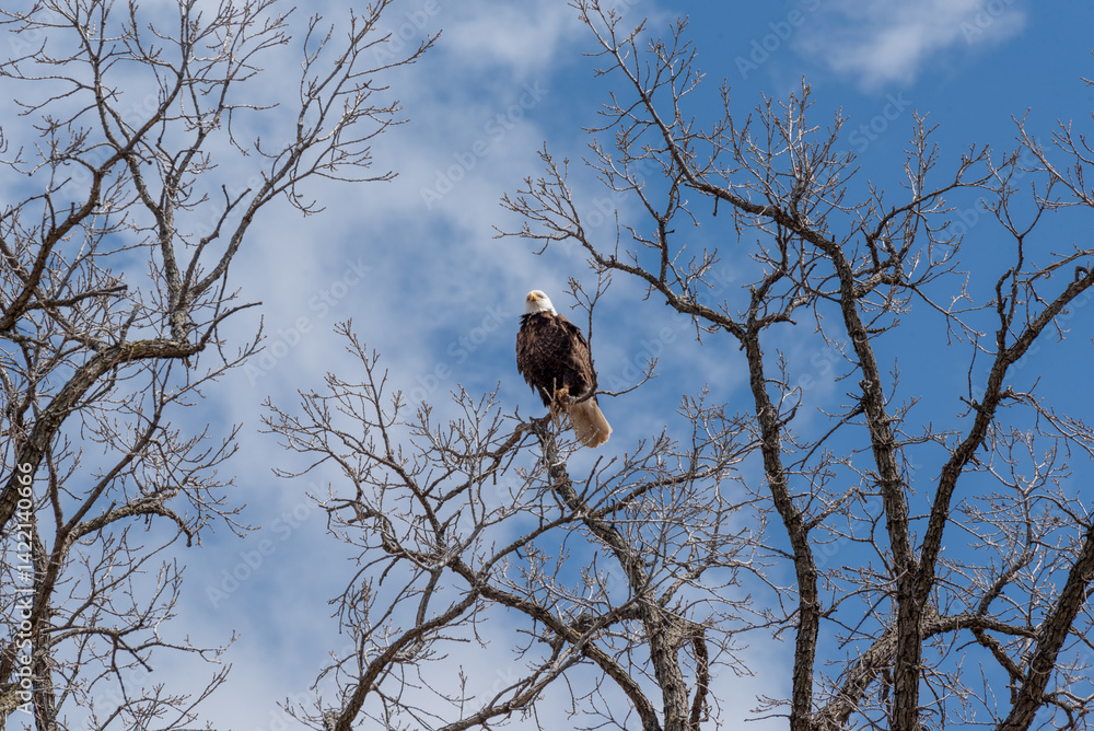 Bald Eagle Perched High On A Bare Tree Branch In Spring In Wisconsin