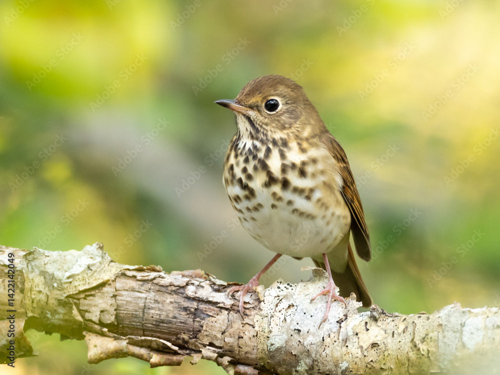 A close up front view of a Hermit Thrush perched on a small branch with peeling bark A close up front view of a Hermit Thrush perched on a small branch with peeling bark