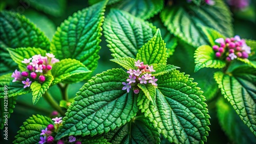 Balm of Gilead Healing Herb Nature