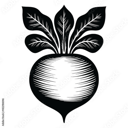 Obraz na płótnie Black and White Radish Illustration with Detailed Leaves w salonie