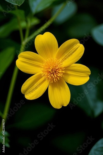 yellow flower with green leaves in the background