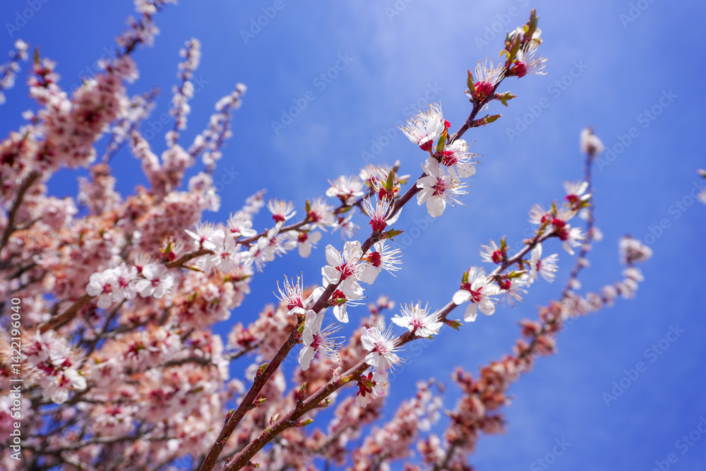 Delicate white and pink blossoms adorn slender branches against a bright blue sky, showcasing intricate petals and green leaves in springtime beauty. Delicate white and pink blossoms adorn slender branches against a bright blue sky, showcasing intricate petals and green leaves in springtime beauty.