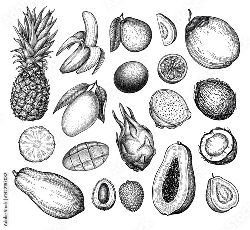 Big Exotic Fruit Ink Sketch Collection