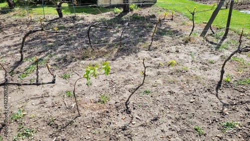 Petites vignes qui poussent dans un champ d'un particulier