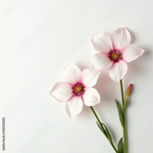 Two orcinth flowers isolated on white background. Pink and white petals, minimal design. Simple floral arrangement, botanical nature theme for beauty or wedding.