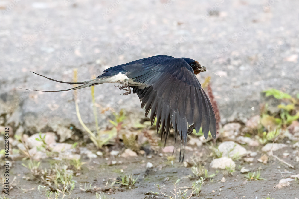 Fototapeta premium Barn swallow