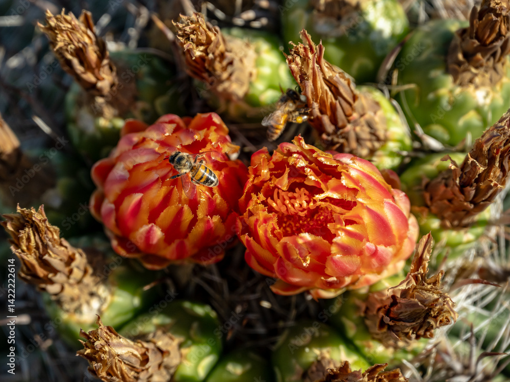 Bee Sits On Barrel Cactus Bloom