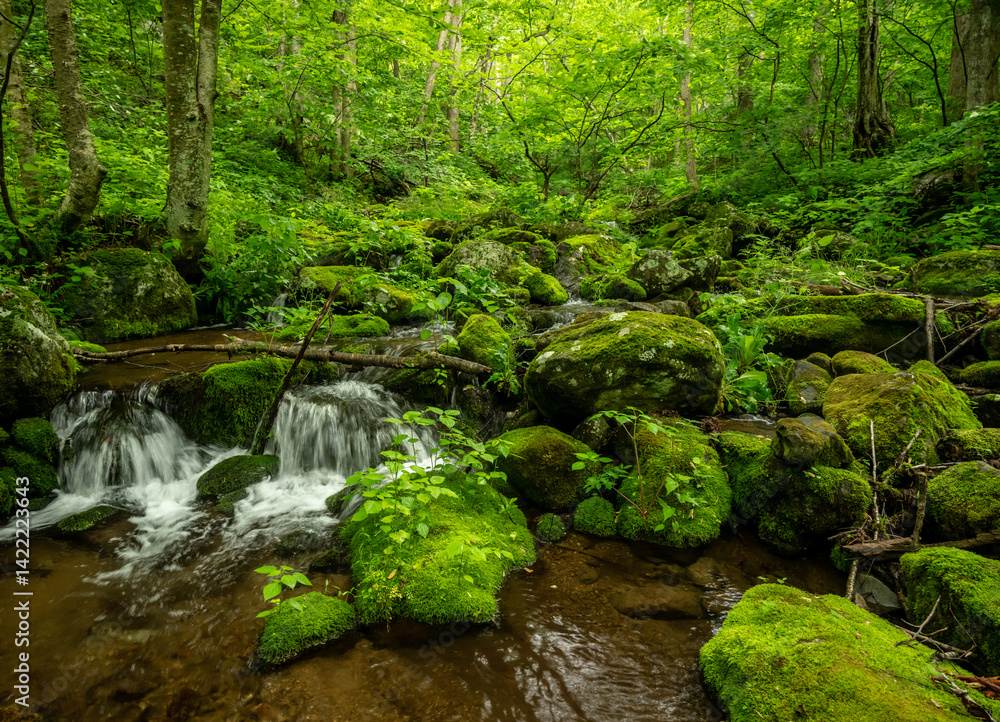 Bright Greens Pop Along Creek In Shenandoah