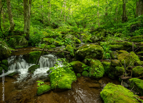 Obraz na płótnie Bright Greens Pop Along Creek In Shenandoah w salonie