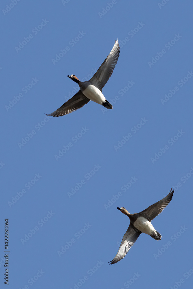 Obraz premium Eurasian Wigeon