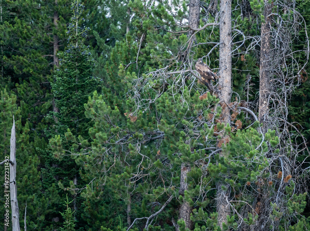 Juvenile Bald Eagle Rests In Pine Tree