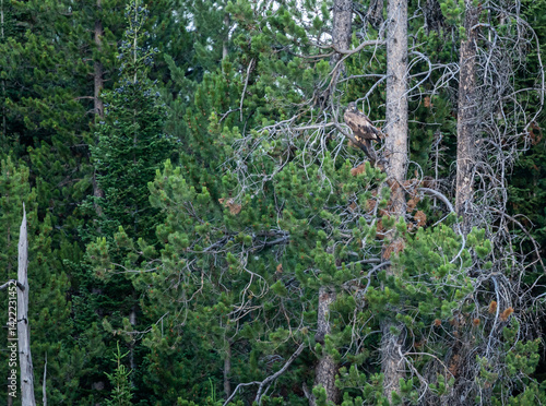 Obraz na płótnie Juvenile Bald Eagle Rests In Pine Tree w salonie
