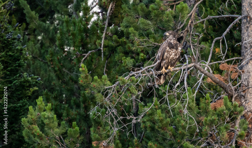Juvenile Bald Eagle Sits On A Tangle Of Pine Branches
