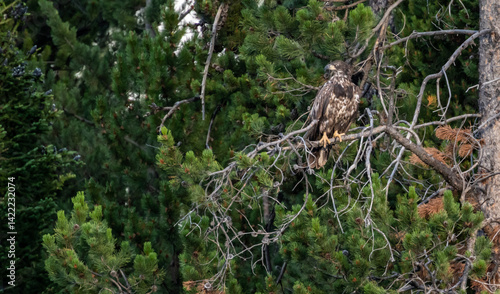 Juvenile Bald Eagle Sits On A Tangle Of Pine Branches