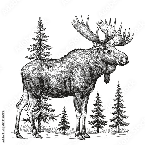 Majestic Moose in Forest: A stately moose, with its impressive antlers, stands proudly amidst a serene forest scene.