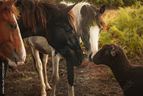 cavalos curioosos a observar de perto uma ovelha negra