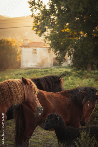 cavalos curiosos a observar de perto uma ovelha negra no campo