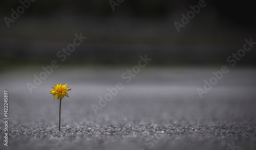Macro de flor a nascer no alcatrão