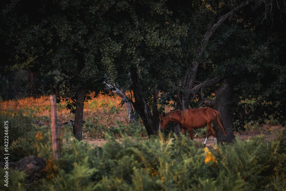 Bonito cavalo castanho a pastar na natureza Bonito cavalo castanho a pastar na natureza