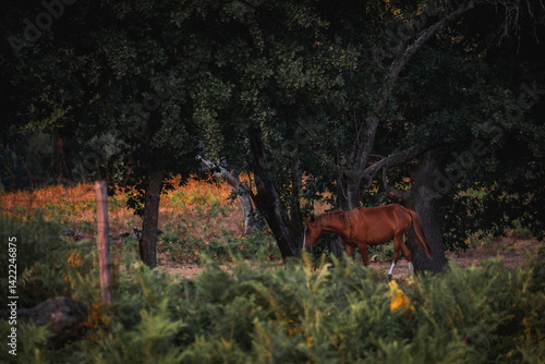 Bonito cavalo castanho a pastar na natureza