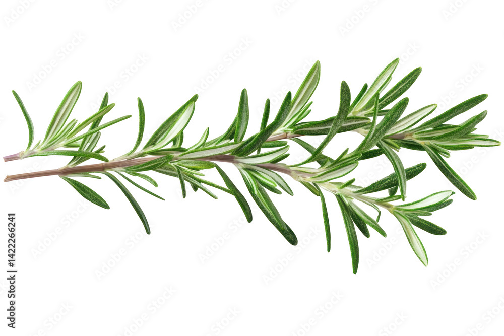 Fototapeta premium Rosemary Branch Isolated On on a transparent background