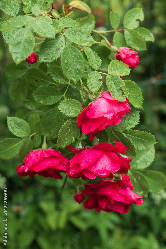 Blooming red roses in the garden Blooming red roses in the garden