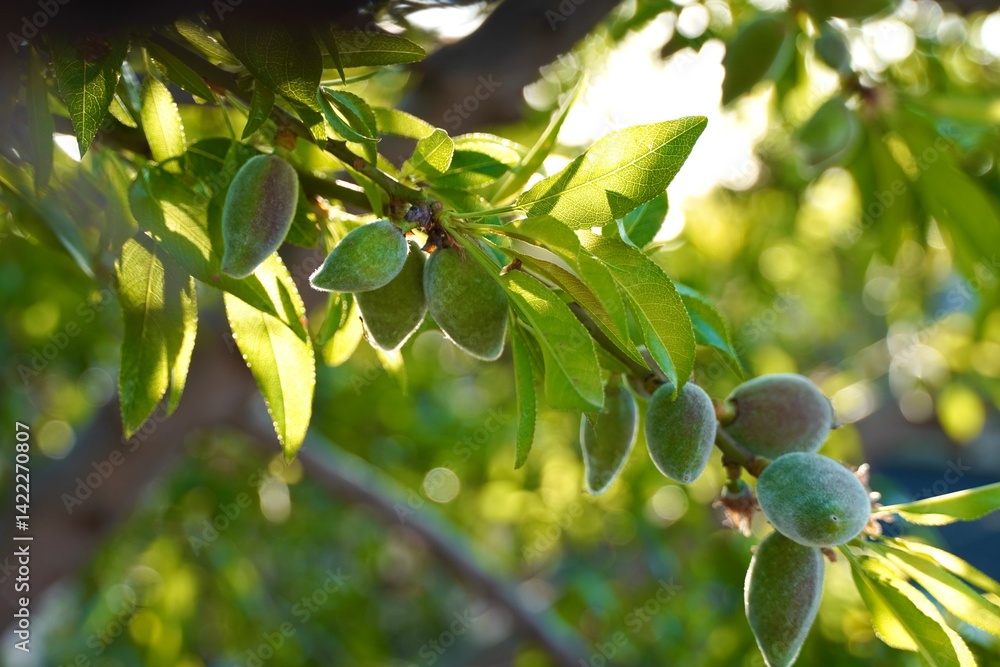 Fototapeta premium Developing almond fruits on tree branches in natural spring light.