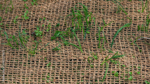 Wallpaper Mural Jutengewebe Böschungsmatte aus Kokosfasern dient als Erosionsschutz im Garten, Wurzeln können bei abfälliger Bepflanzung, stabil im Boden festwachsen, Pflanzen Wachstum Erosionsschutzmatte Torontodigital.ca