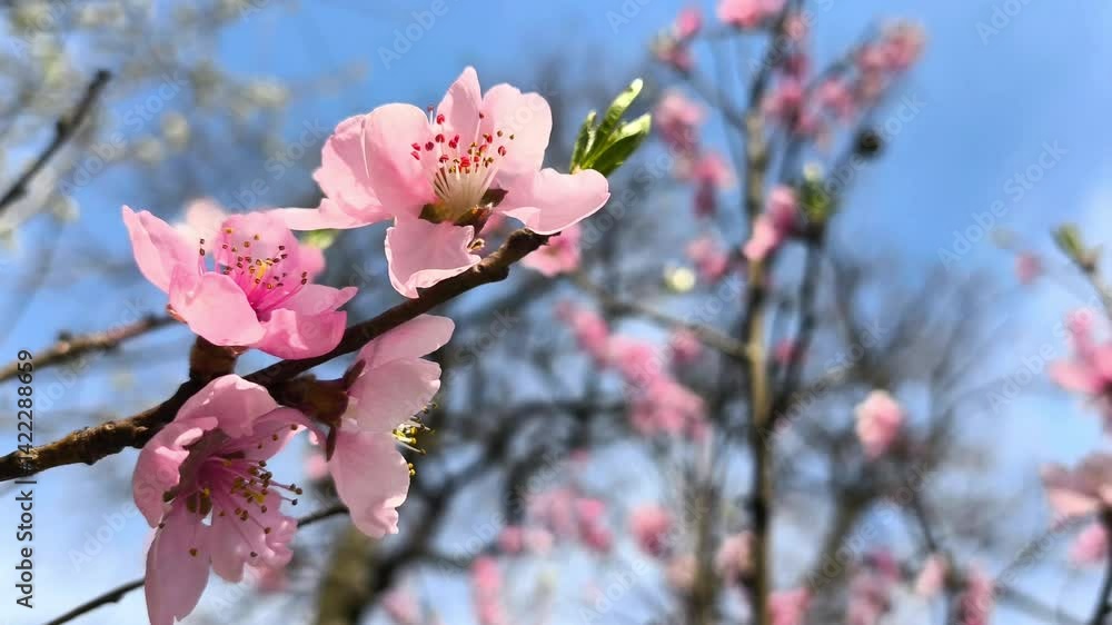 Close-up of a branch of blossoming almond with pink flowers against a blue sky. Spring nature background, video wallpaper Close-up of a branch of blossoming almond with pink flowers against a blue sky. Spring nature background, video wallpaper