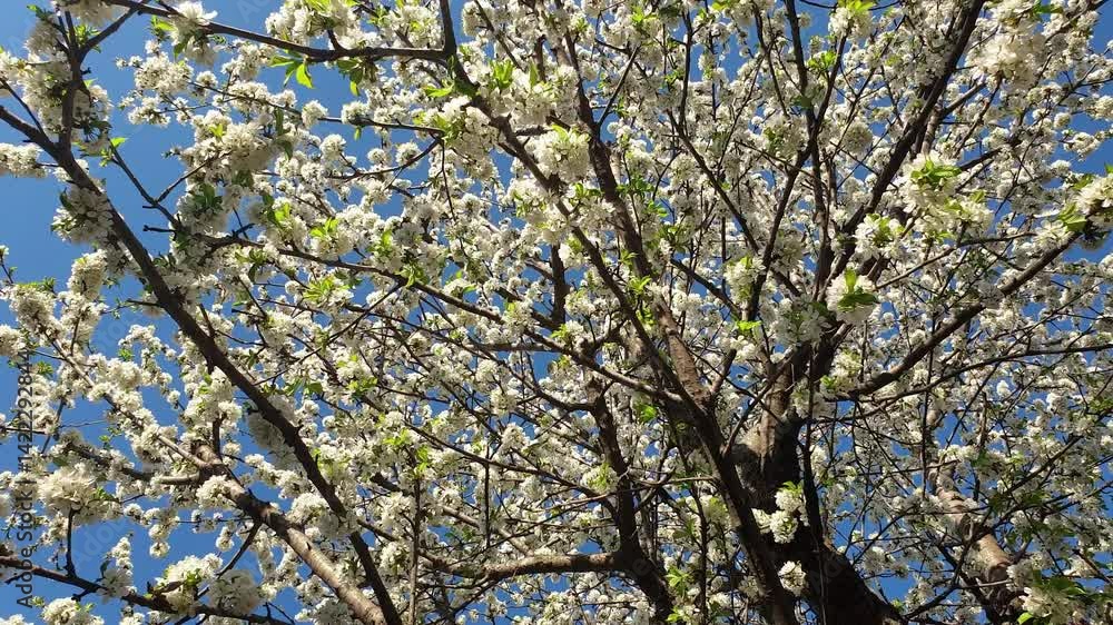 Blooming cherry trees. Shooting with a rotating camera. Blooming cherry trees. Shooting with a rotating camera.
