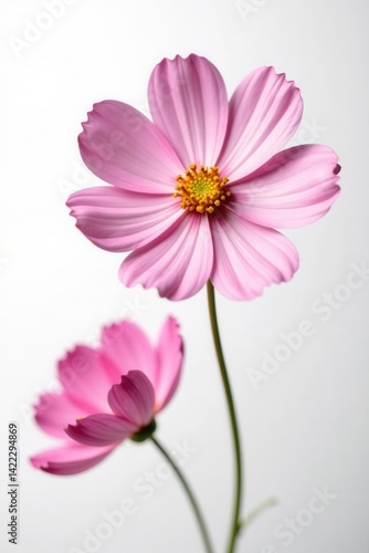 Delicate cosmos blossoms, vibrant petals against pure white backdrop, wildflower, background