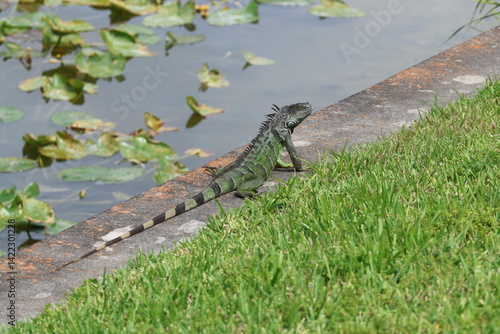 фотографія Green Iguana Sitting on a Seawall