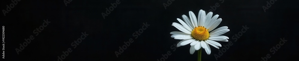 Fototapeta premium Delicate white daisy, dramatic black backdrop, black, dark background