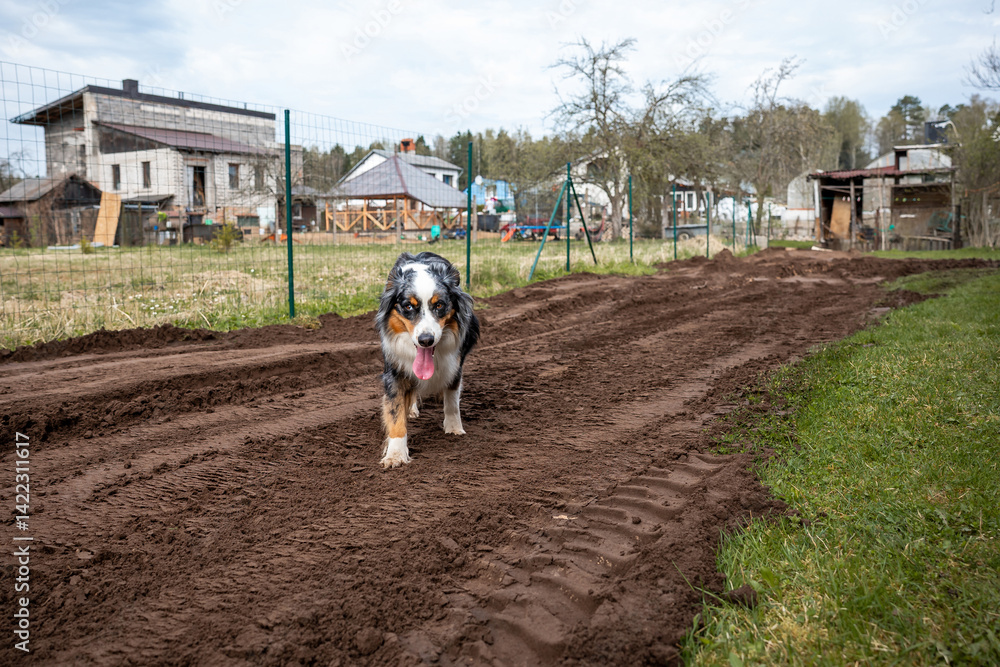 A dog with black, white, and brown fur stands on a tilled dirt path, tongue out, near a wire fence. Houses, sheds, and sparse trees are visible nearby.