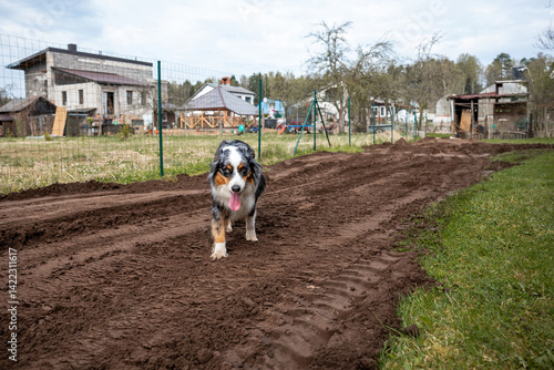 Obraz na płótnie A dog with black, white, and brown fur stands on a tilled dirt path, tongue out, near a wire fence. Houses, sheds, and sparse trees are visible nearby. w salonie