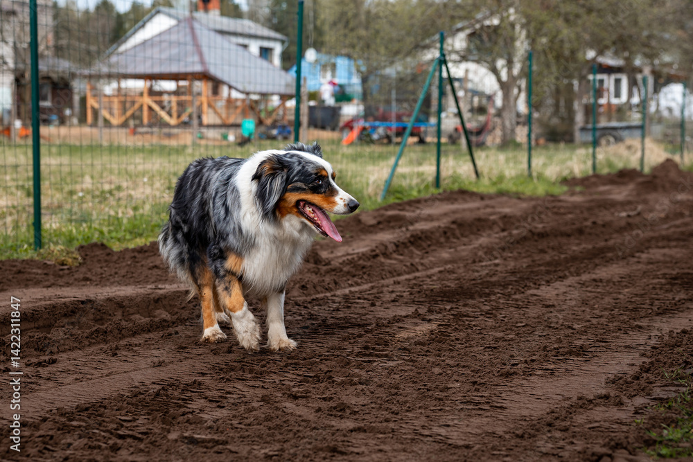 A tricolor dog with black, white, and brown fur walks on a dirt path near a wire fence. Houses with wooden structures and open fields are visible nearby.