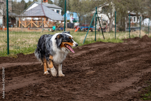 A tricolor dog with black, white, and brown fur walks on a dirt path near a wire fence. Houses with wooden structures and open fields are visible nearby.