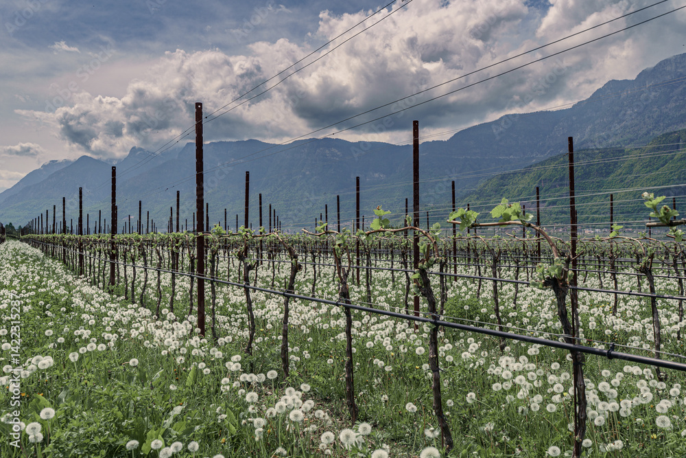 Obraz premium Spring in the vineyards of South Tyrol