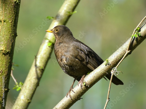 common blackbird (turdus merula)